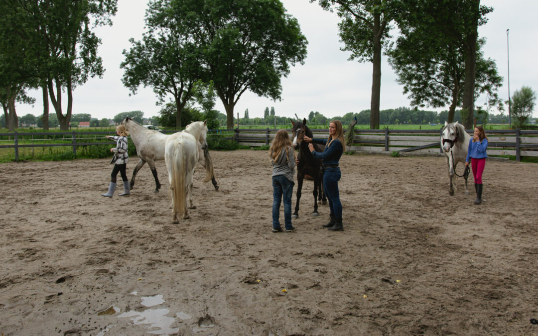 Coaching met behulp van paarden